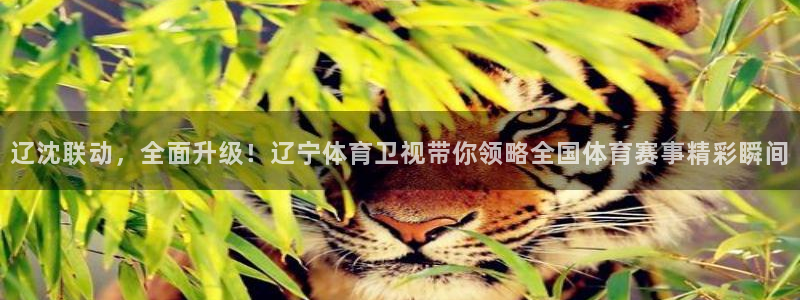 jrkan体育直播